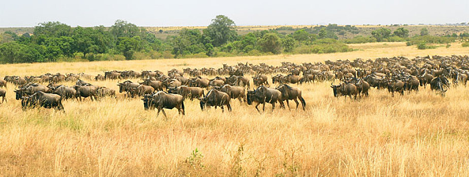 肯尼亚动物大迁徙