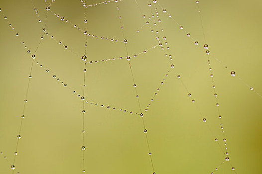 露珠,蜘蛛网,洛杉矶,加利福尼亚