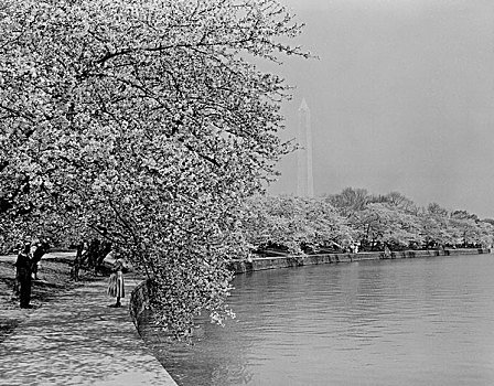 美国,华盛顿特区,华盛顿纪念碑,樱桃树,开花,潮汐,盆地