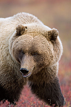 大灰熊,棕熊,苔原,中心,阿拉斯加