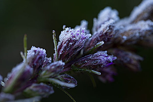 白霜,晶莹,干燥,粉花,芽,黑色背景