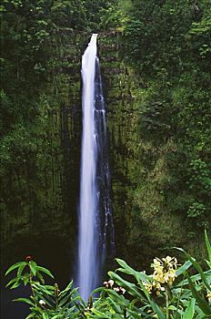 夏威夷,夏威夷大岛,阿卡卡瀑布,热带,花,盛开,前景