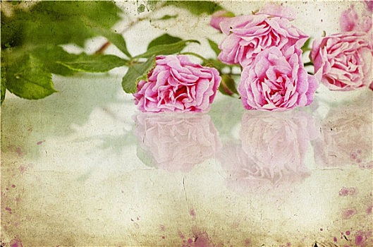 粉色,玫瑰,旧式,纸,背景
