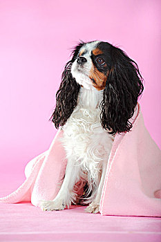 查尔斯王犬,三种颜色,坐,粉色,毯子