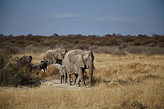 女性,幼小,大象,走,干燥,朴素,纳米比亚,非洲