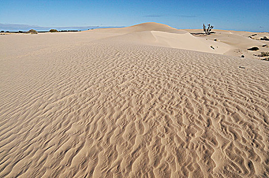 沙丘,国家公园,新南威尔士,澳大利亚