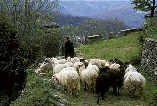 法国,科西嘉岛,山景,牧羊人,成群