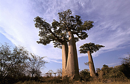 非洲,马达加斯加,穆龙达瓦,西部,猴面包树