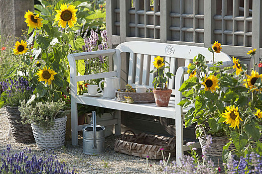 长椅,向日葵,花园,房子