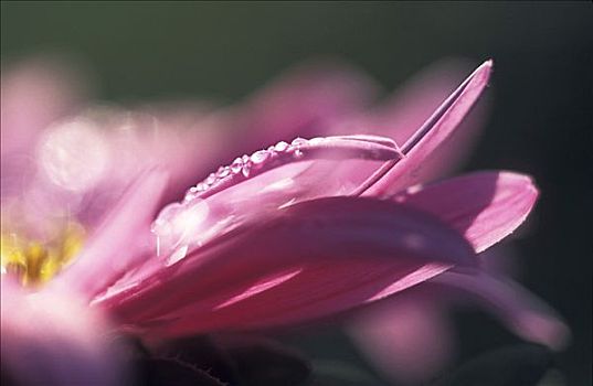 早晨,露珠,紫苑属
