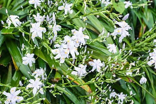 白花,亚洲百合,春天,雨