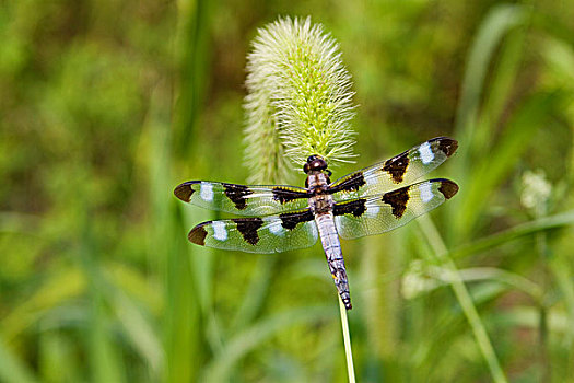 蜻蜓,蜻属,靠近,湿地