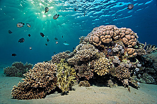 小,珊瑚,礁石,多米诺骨牌,阳光,埃及,红海,非洲
