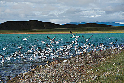 西藏阿里地区洞错棕头鸥群