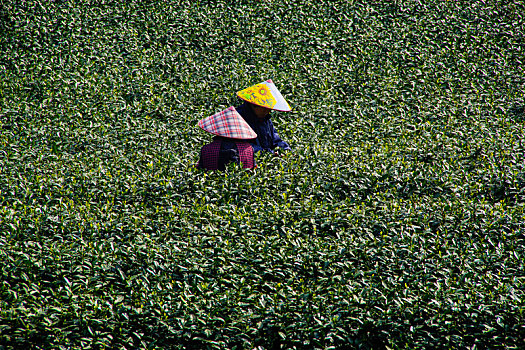 茶农,采茶,采茶女