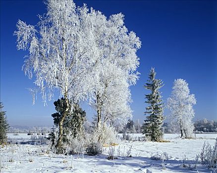 冬季,雪,树,白霜