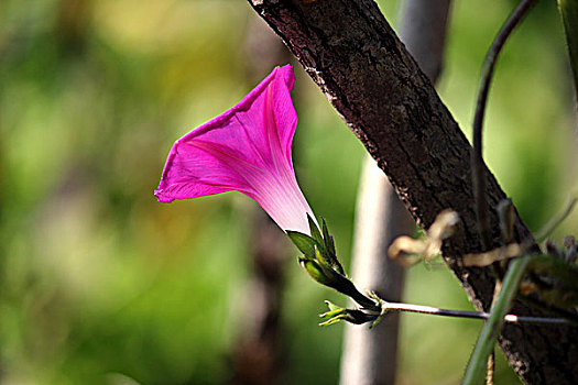 牵牛花