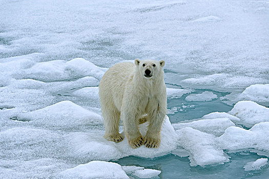 北极熊,雌性,走,浮冰,斯瓦尔巴群岛,巴伦支海,海洋,北极,挪威,欧洲