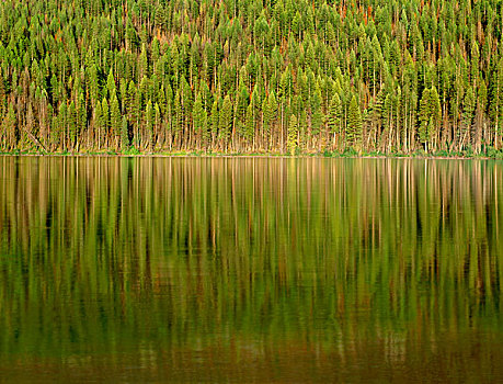 美国,蒙大拿,冰川国家公园,针叶树,树林,湖,大幅,尺寸