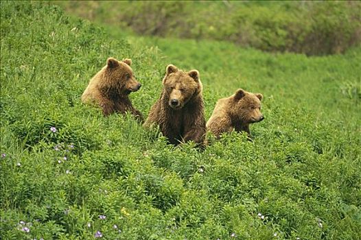 大灰熊,棕熊,母兽,麦克尼尔河州立禁猎区,阿拉斯加