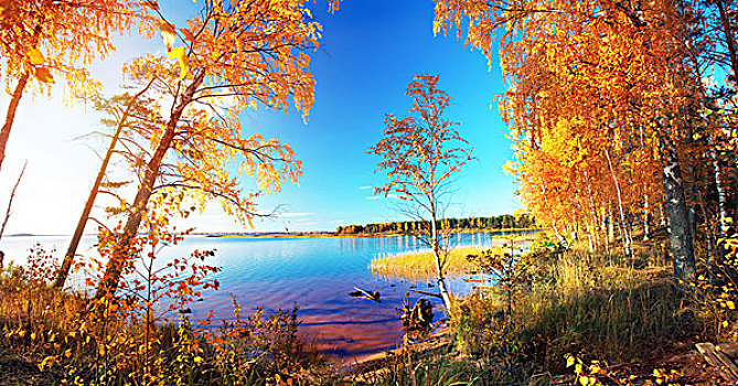 秋天,公园,树,湖