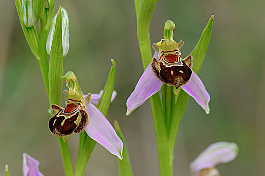 蜂兰花