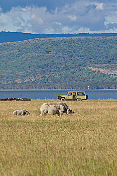 犀牛,白犀牛,成年,动物,正面,越野车辆,纳库鲁湖国家公园,肯尼亚,东非,非洲