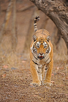 孟加拉虎,虎,干燥,树林,伦滕波尔国家公园,拉贾斯坦邦,印度,亚洲