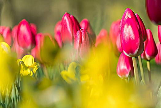 特写,粉色,郁金香,黄花,库肯霍夫花园,荷兰南部,省,荷兰