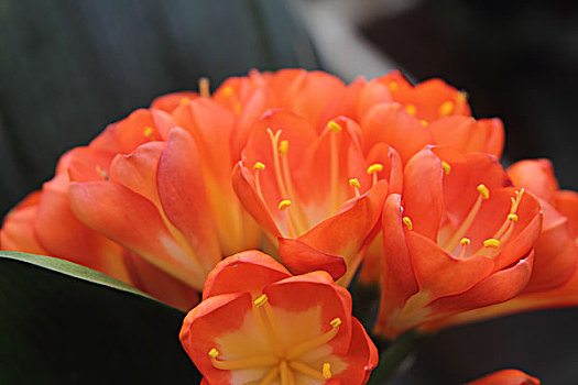 鮮花