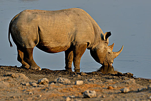 犀牛,黑犀牛,喝,水潭,埃托沙国家公园,纳米比亚,非洲