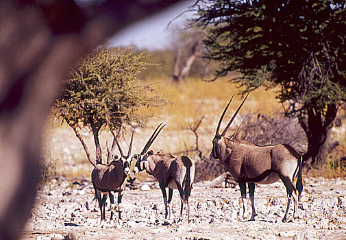 长角羚羊,羚羊,埃托沙国家公园,纳米比亚