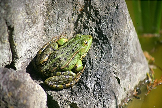 青蛙,石头