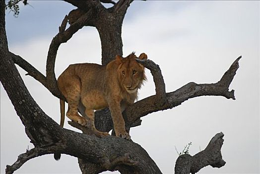 狮子,坐,树上,马赛马拉国家保护区,肯尼亚,非洲