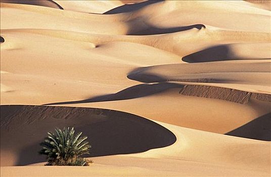 沙漠,沙丘,棕榈树,绿洲,靠近,利比亚,非洲