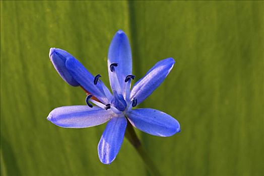 花,蓝色,海葱,绵枣儿属植物,正面,熊葱,叶子,葱属植物