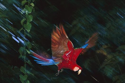 绯红金刚鹦鹉,飞,秘鲁