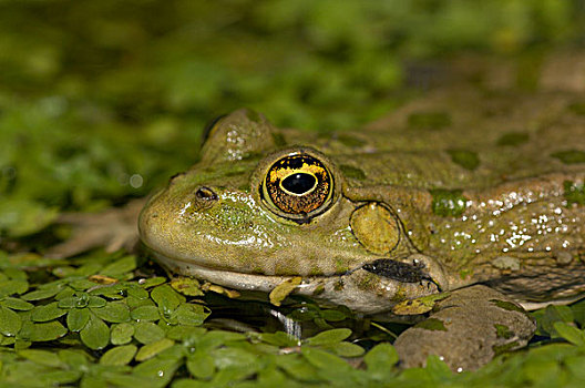 湿地,青蛙,成年,水中,英国野生动物中心,英国,欧洲