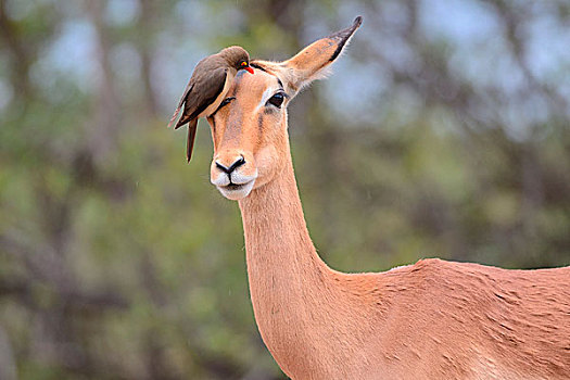 红嘴牛椋鸟,栖息,上面,头部,雌性,黑斑羚,克鲁格国家公园,南非,非洲