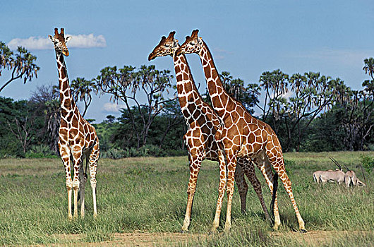 网纹长颈鹿,长颈鹿,群,公园,肯尼亚
