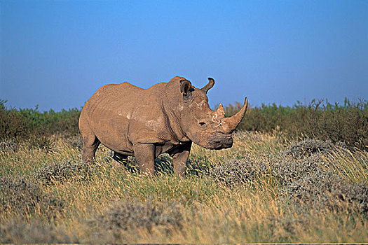 白犀牛,北开普,南非