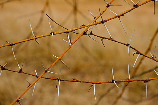 刺,刺槐,自然保护区,区域,塞内加尔,非洲
