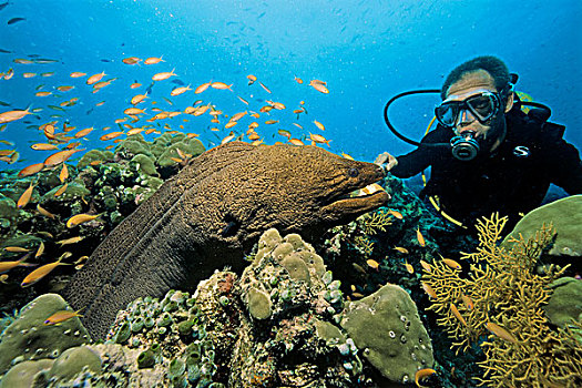 巨大,海鳗,马尔代夫,印度洋,亚洲