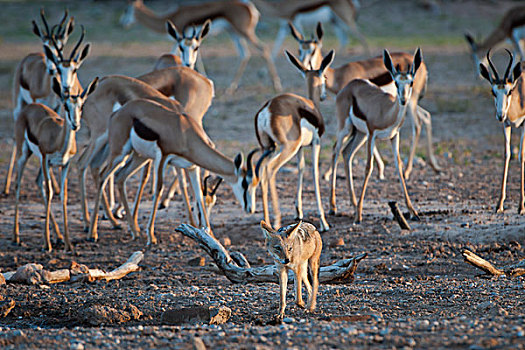 黑背狐狼,黑背豺,水潭,跳羚,卡拉哈迪大羚羊国家公园,北开普,南非,非洲