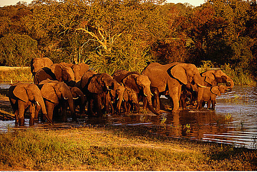 非洲象,水潭,禁猎区,南非