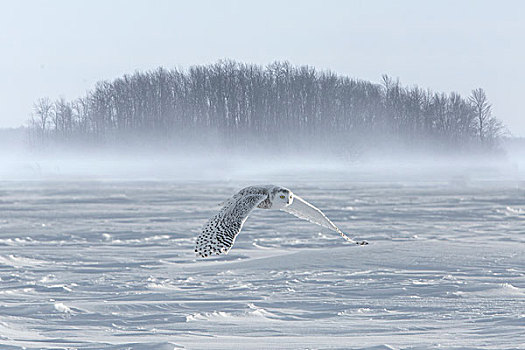 加拿大,安大略省,雪鹄,飞行,画廊