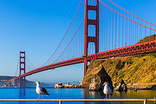 旧金山,金门大桥,海鸥,加利福尼亚