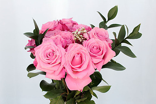 花束,粉色,玫瑰,白色背景