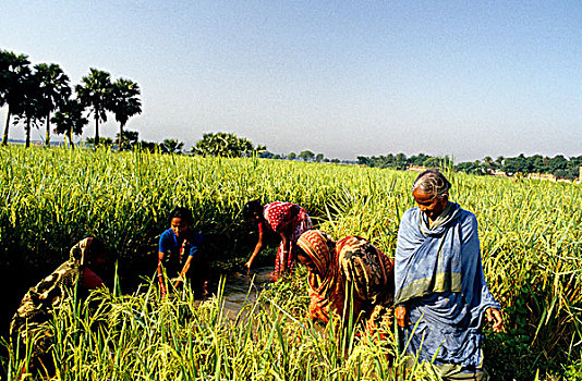 合作,灌溉,女人,运河,陆地,孟加拉