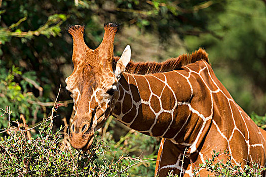 网纹长颈鹿,长颈鹿,吃,萨布鲁国家公园,肯尼亚,非洲